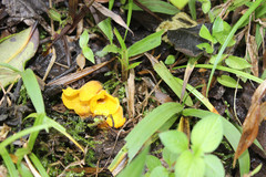 Christisonia bicolor